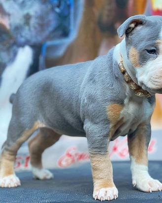American pitbull terrier ukc pedigree