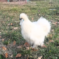 Galline ornamentali diverse varietà