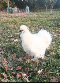 Galline ornamentali diverse varietà