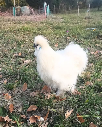 Galline ornamentali diverse varietà