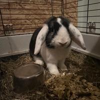 Coniglio Ariete nano