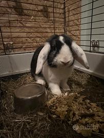 Coniglio Ariete nano