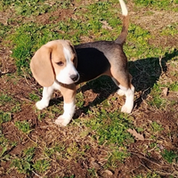 Beagle tricolore 4 mesi