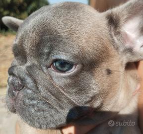 Bulldog francese