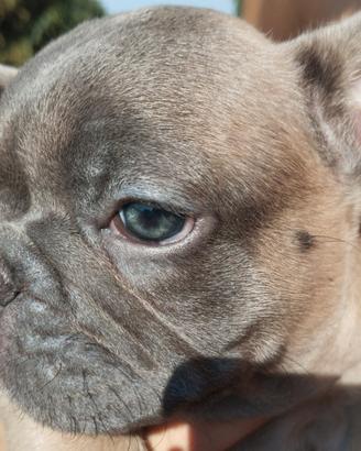 Bulldog francese