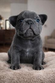 Bulldog Francese Cuccioli Esotici