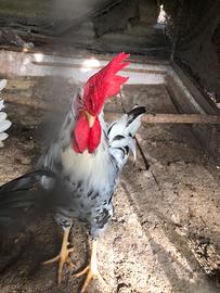 Gallo livornese