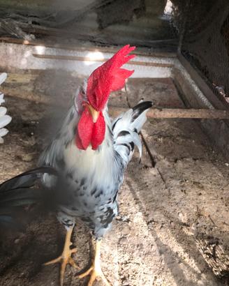 Gallo livornese