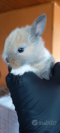 Cuccioli di coniglio nano (testa di leone)