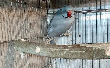 Pappagallo parrocchetto dal collare