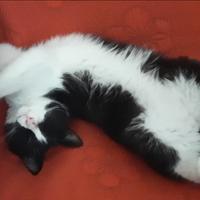 Tenero gattino castrato Calimero bianco e nero