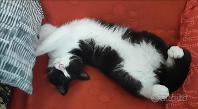 Tenero gattino castrato Calimero bianco e nero