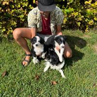 Cuccioli di Border Collie