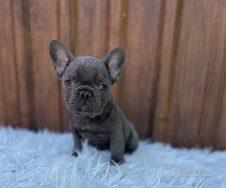Bulldog francese blu esotic