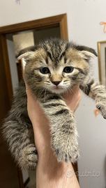 British scottish straight tigrati