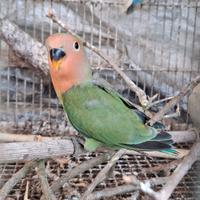 Inseparabile maschio