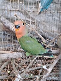 Inseparabile maschio