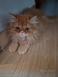 Gattino persiano