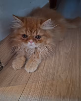 Gattino persiano