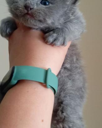 Gattini a pelo lungo
