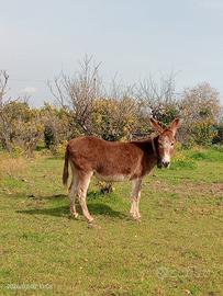 asina siciliana gravida