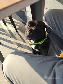 Staffordshire bull Terrier
