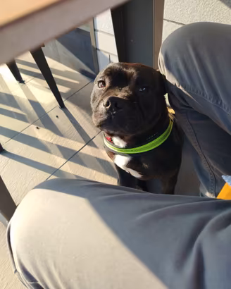 Staffordshire bull Terrier