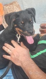 cucciola di 5 mesi con Pedigree 