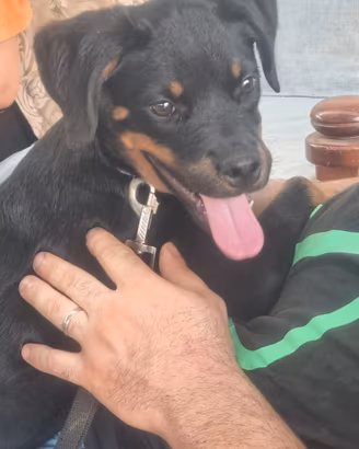 cucciola di 5 mesi con Pedigree 