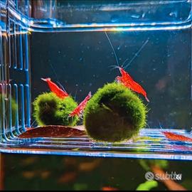 Caridine Neocaridine Painted Fire Red e Sakura Red