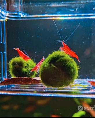 Caridine Neocaridine Painted Fire Red e Sakura Red