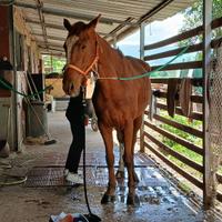 Cavalo da salto