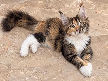 Nanou - maine coon femmina tartarugat 02/05/2026 -