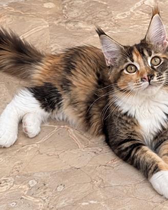 Nanou - maine coon femmina tartarugat 02/05/2026 -