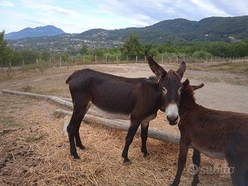 Asini con documenti