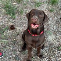 Labrador cioccolato stallone