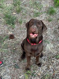 Labrador cioccolato stallone