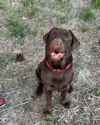 Labrador cioccolato stallone