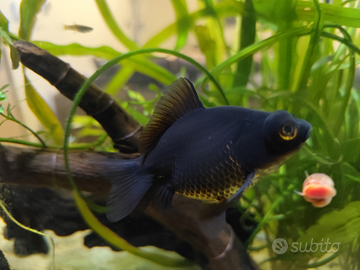 Pesce Rosso Black Moor