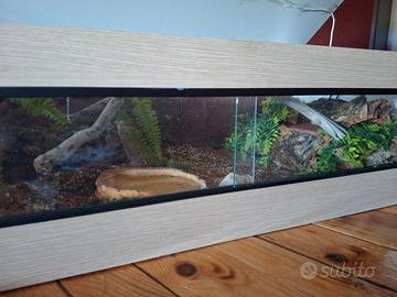 Teca per rettili in legno.