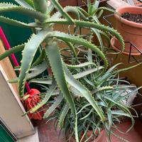 Pianta Aloe