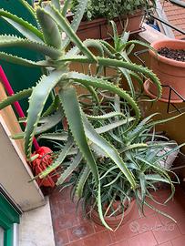 Pianta Aloe