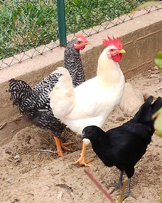 galli e galline