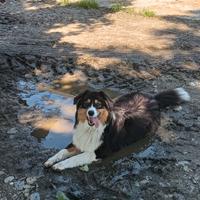 Maschio Australian shepherd