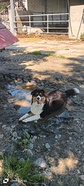 Maschio Australian shepherd