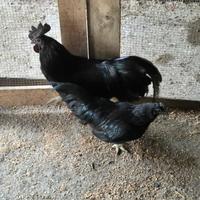 Cemani