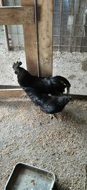 Cemani