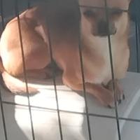 Cucciola chihuahua