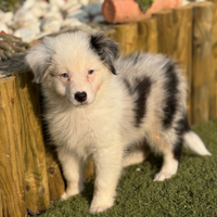 Pastore australiano con pedigree ENCI