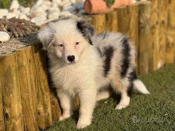 Pastore australiano con pedigree ENCI